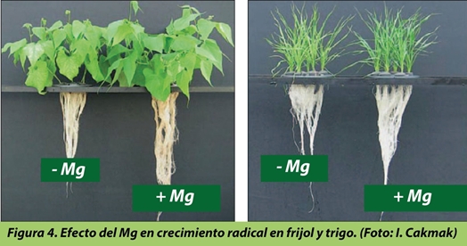 El Magnesio, un Nutriente Olvidado que Puede Salvar tu Cultivo
